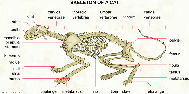 Skeleton of a cat  (Visual Dictionary)